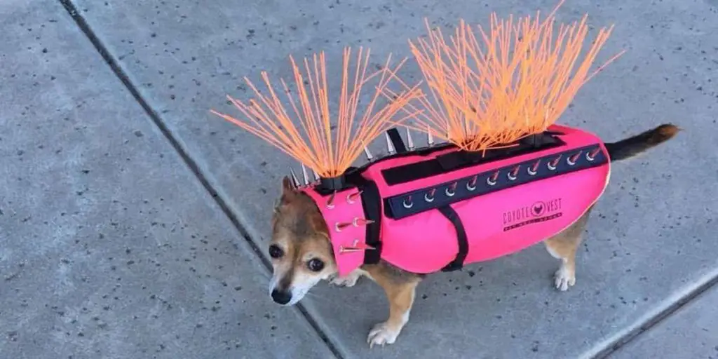 There's Nothing Cuter Than This Dog In Her Coyote-Proof Vest